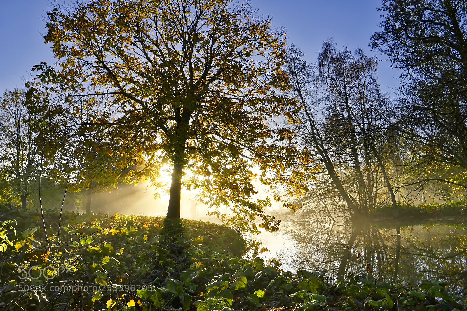 Panasonic Lumix DMC-GX8 sample photo. Tree at sunrise photography
