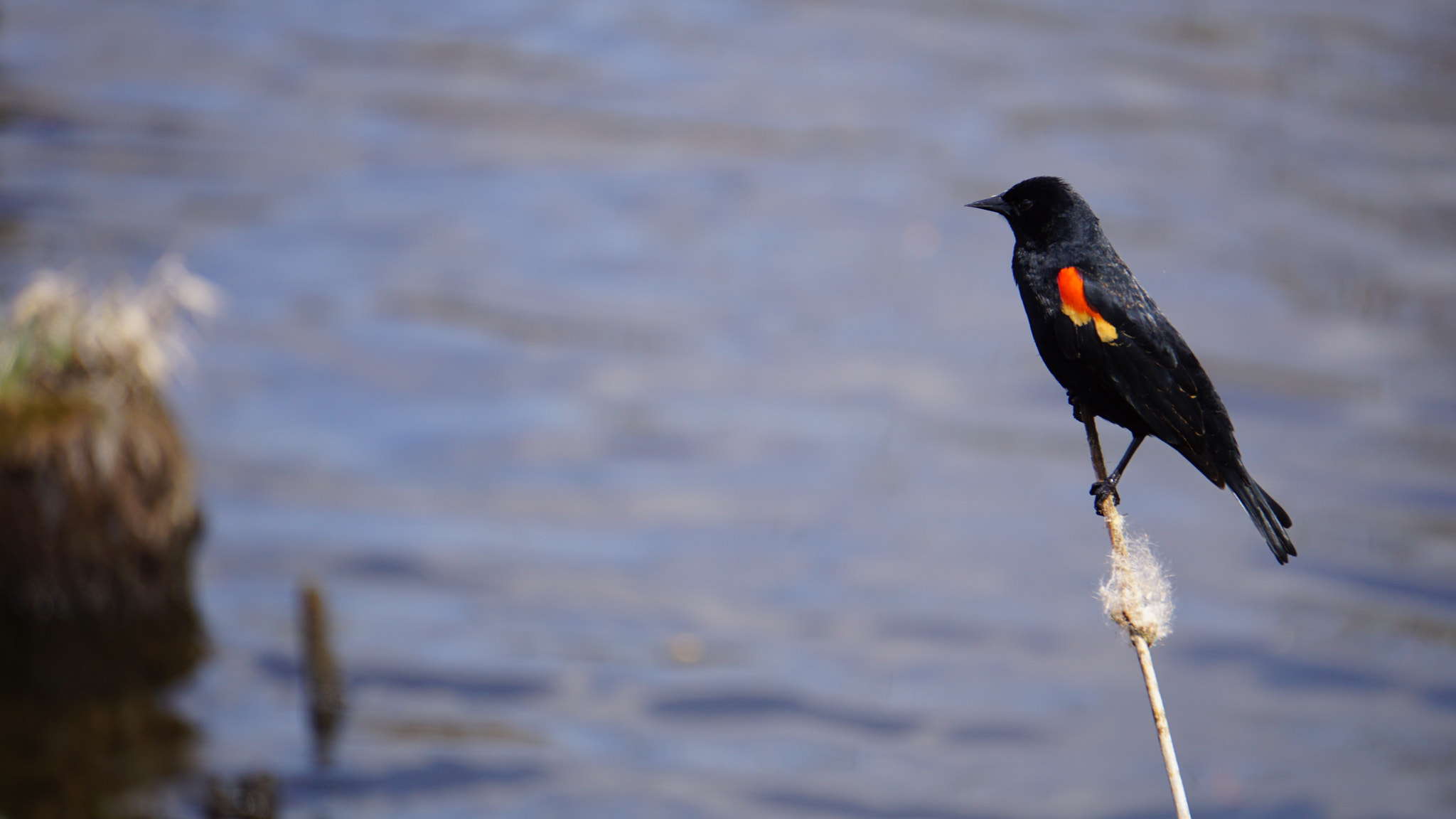 Sony E 55-210mm F4.5-6.3 OSS sample photo. Red-winged blackbird photography