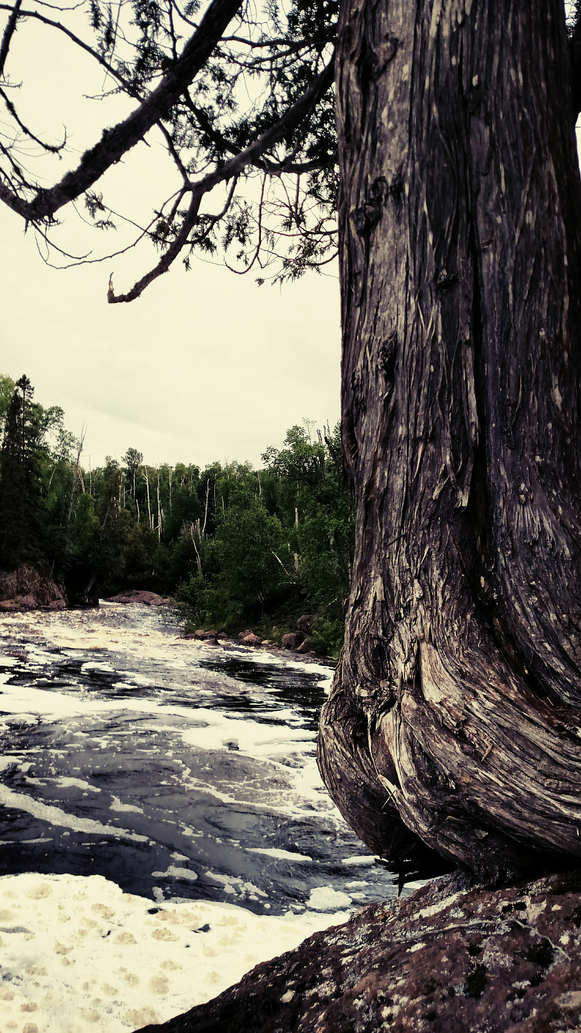 Motorola Droid Turbo sample photo. Old tree by the river photography