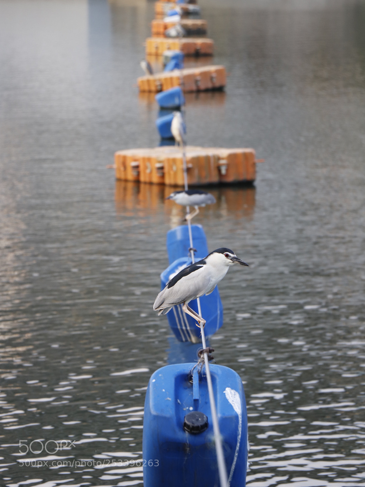 Canon EOS 77D (EOS 9000D / EOS 770D) sample photo. Waiting.  photography