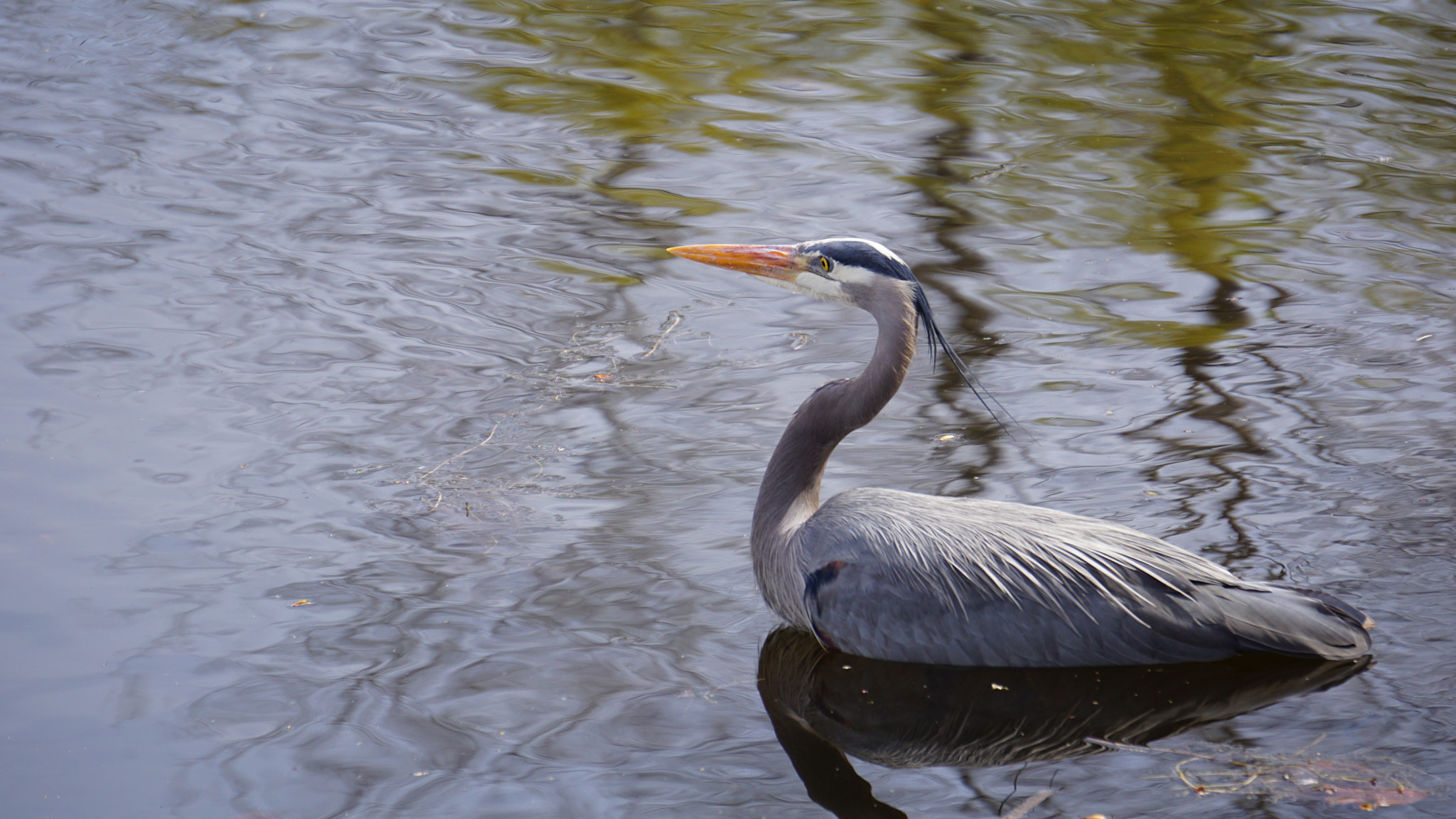 Sony E 55-210mm F4.5-6.3 OSS sample photo. Heron hunting photography