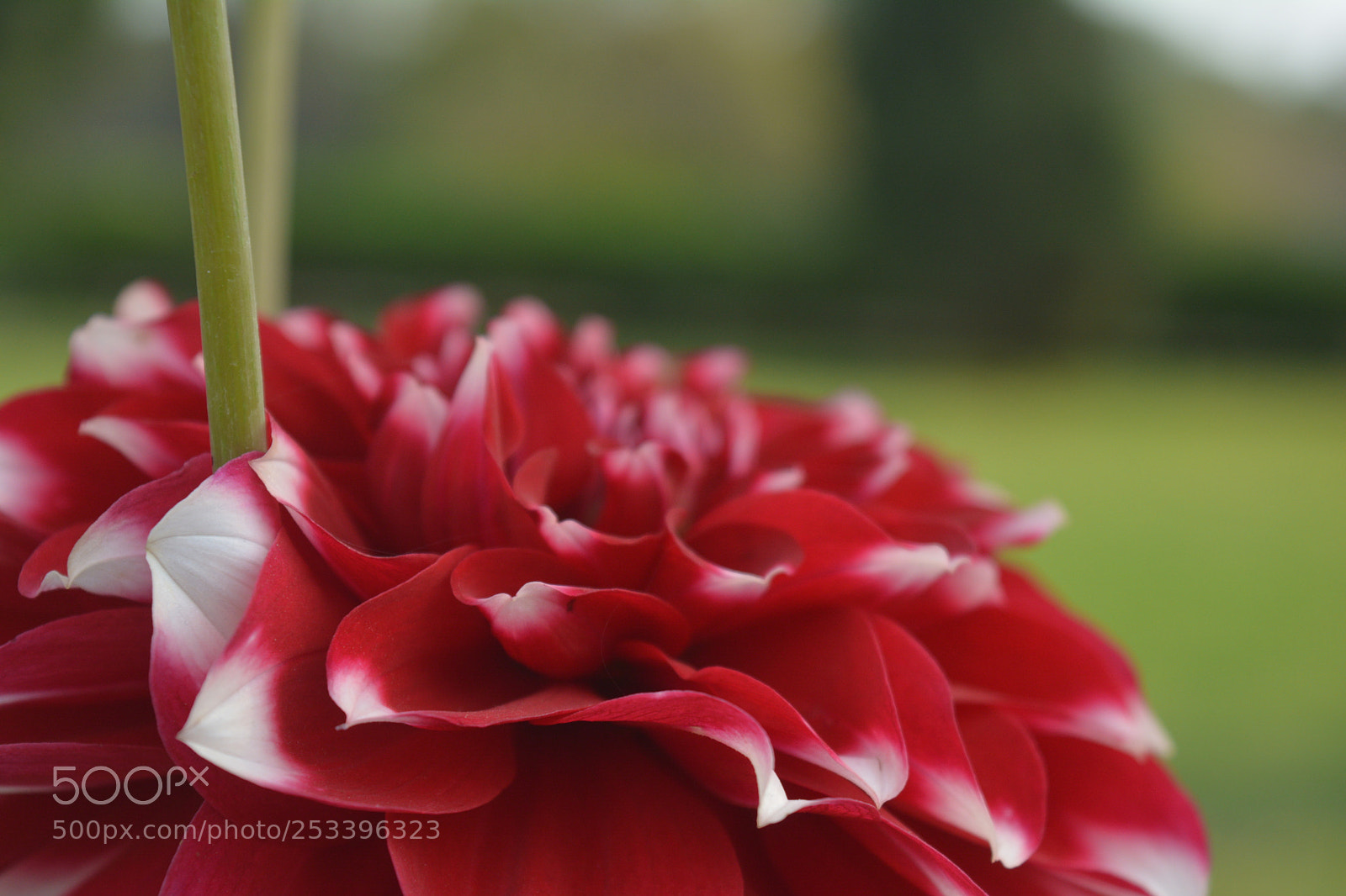 Nikon D5200 sample photo. Pics of nature and photography