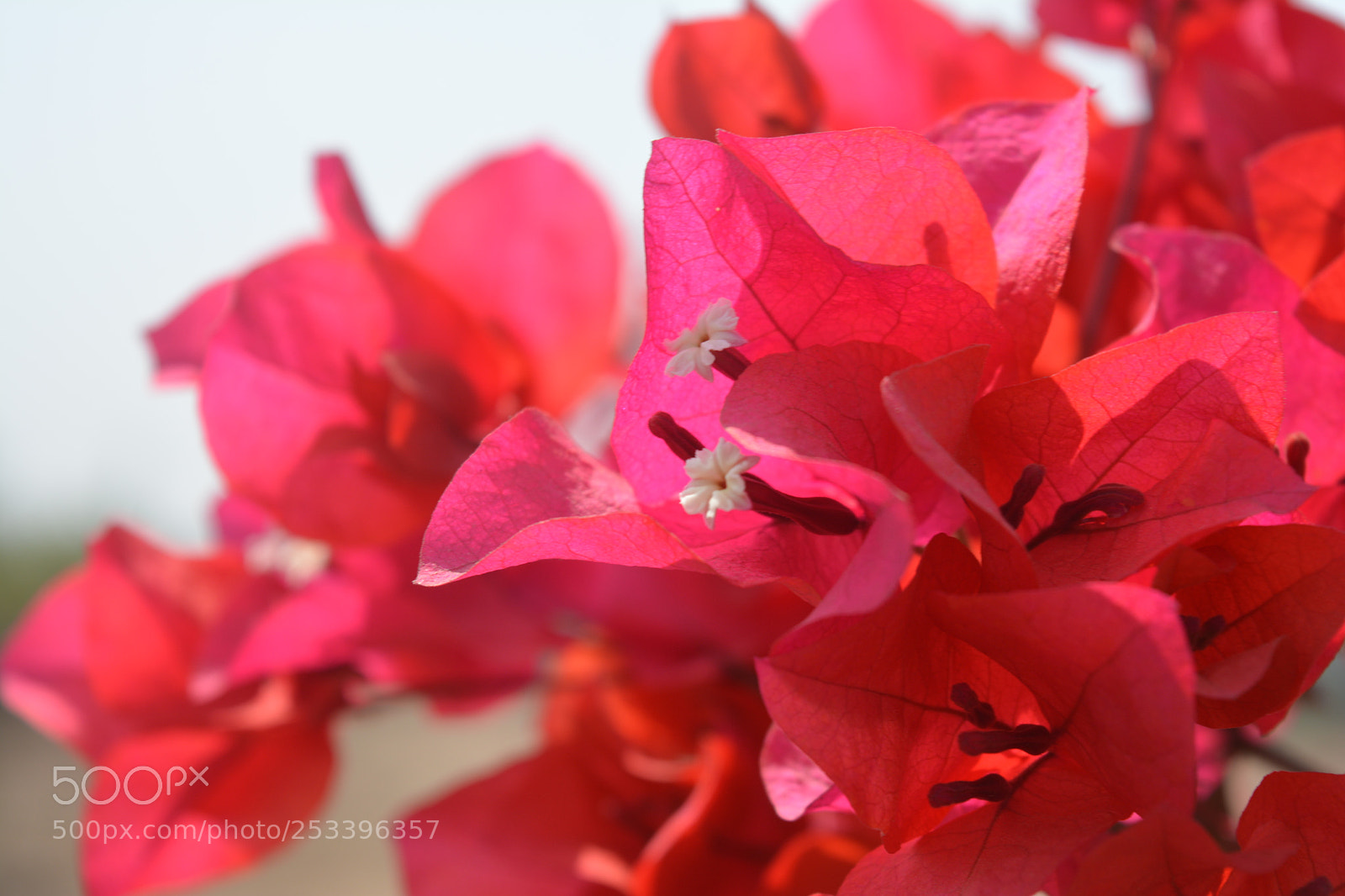 Nikon D5200 sample photo. Pics of nature and photography