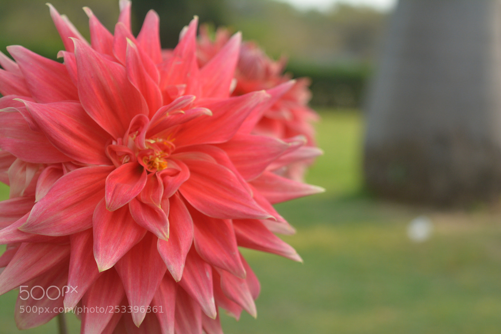 Nikon D5200 sample photo. Pics of nature and photography