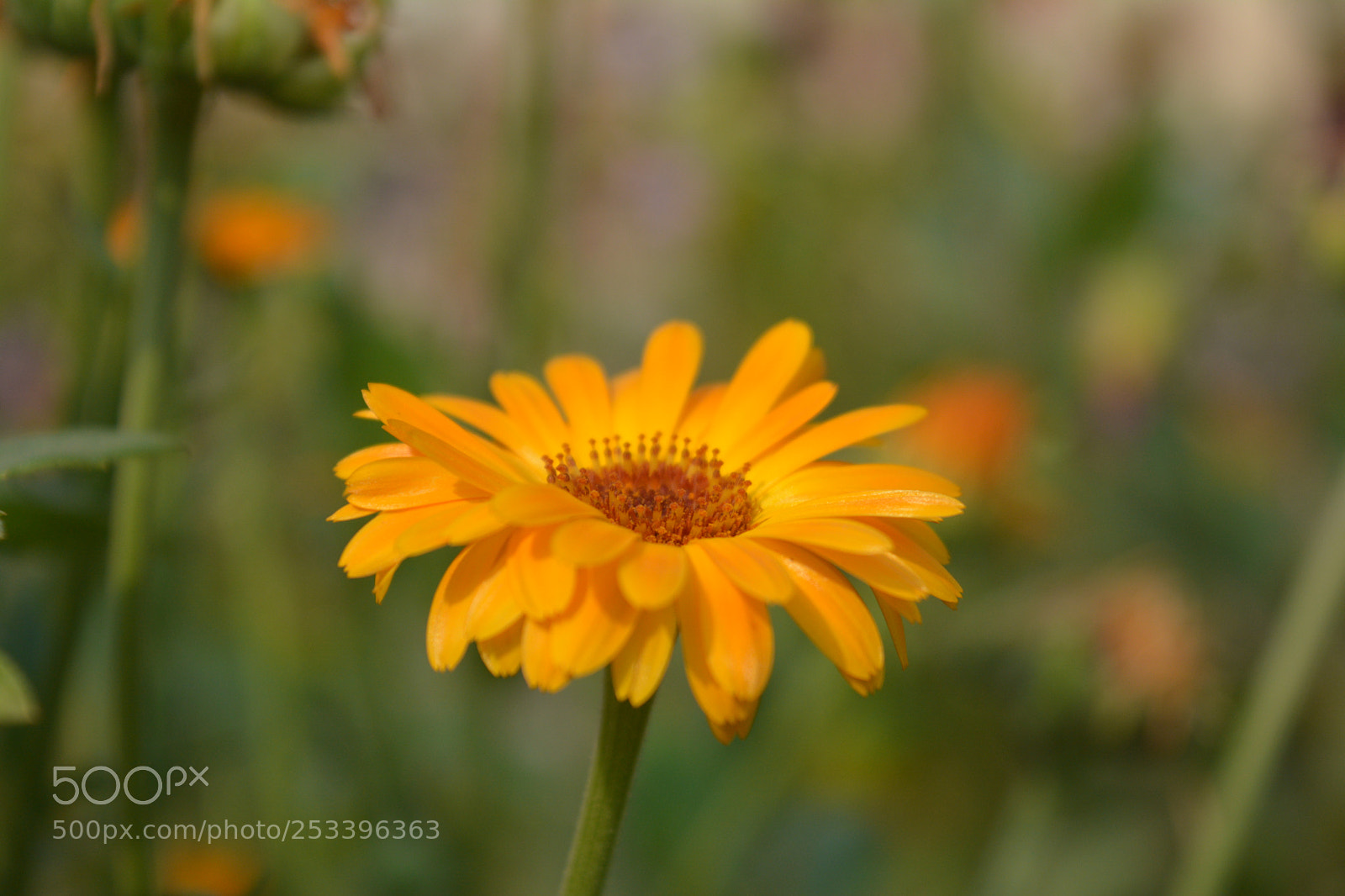 Nikon D5200 sample photo. Pics of nature and photography