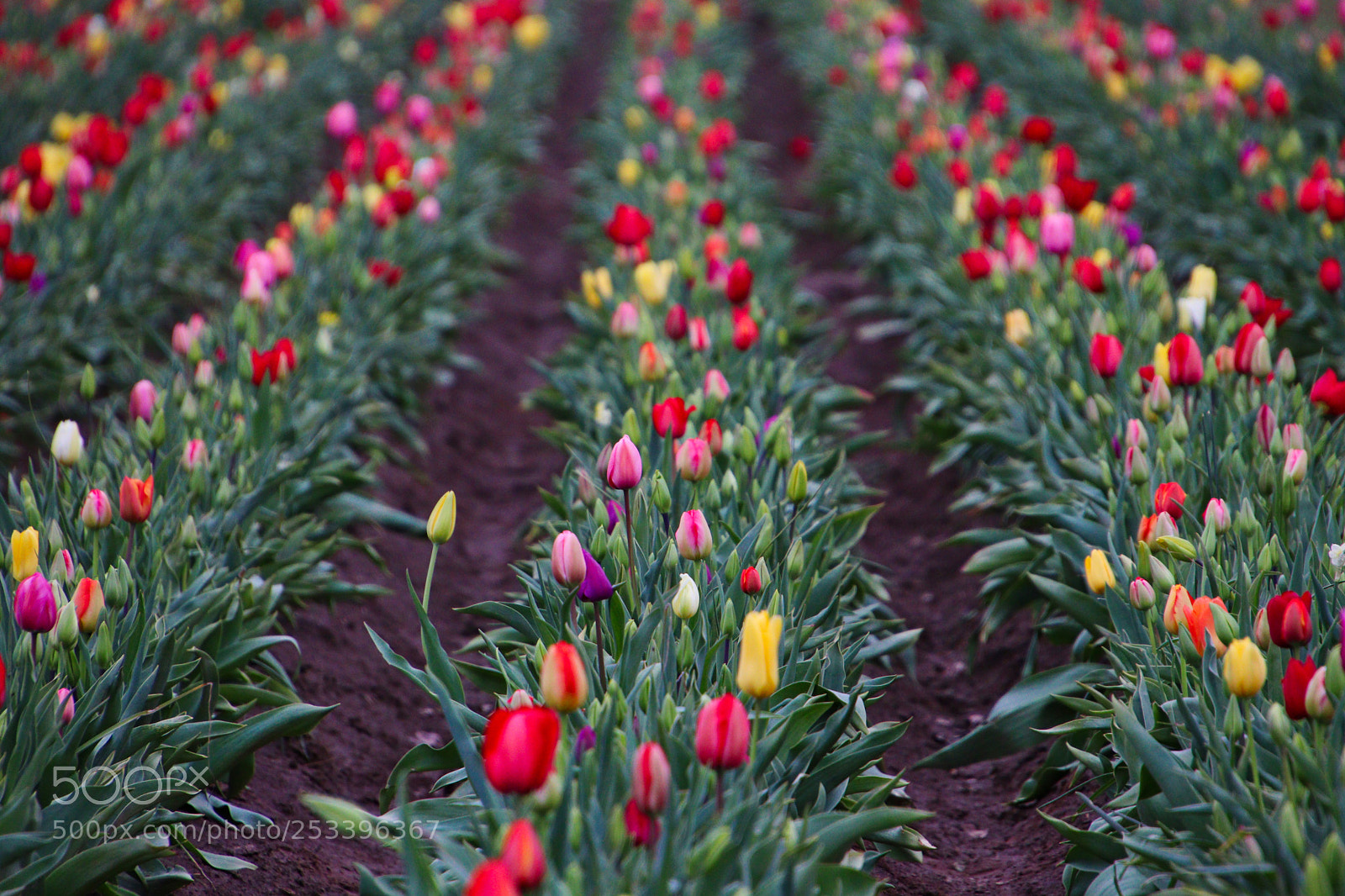 Canon EOS 77D (EOS 9000D / EOS 770D) sample photo. Tulips, tulips and more photography