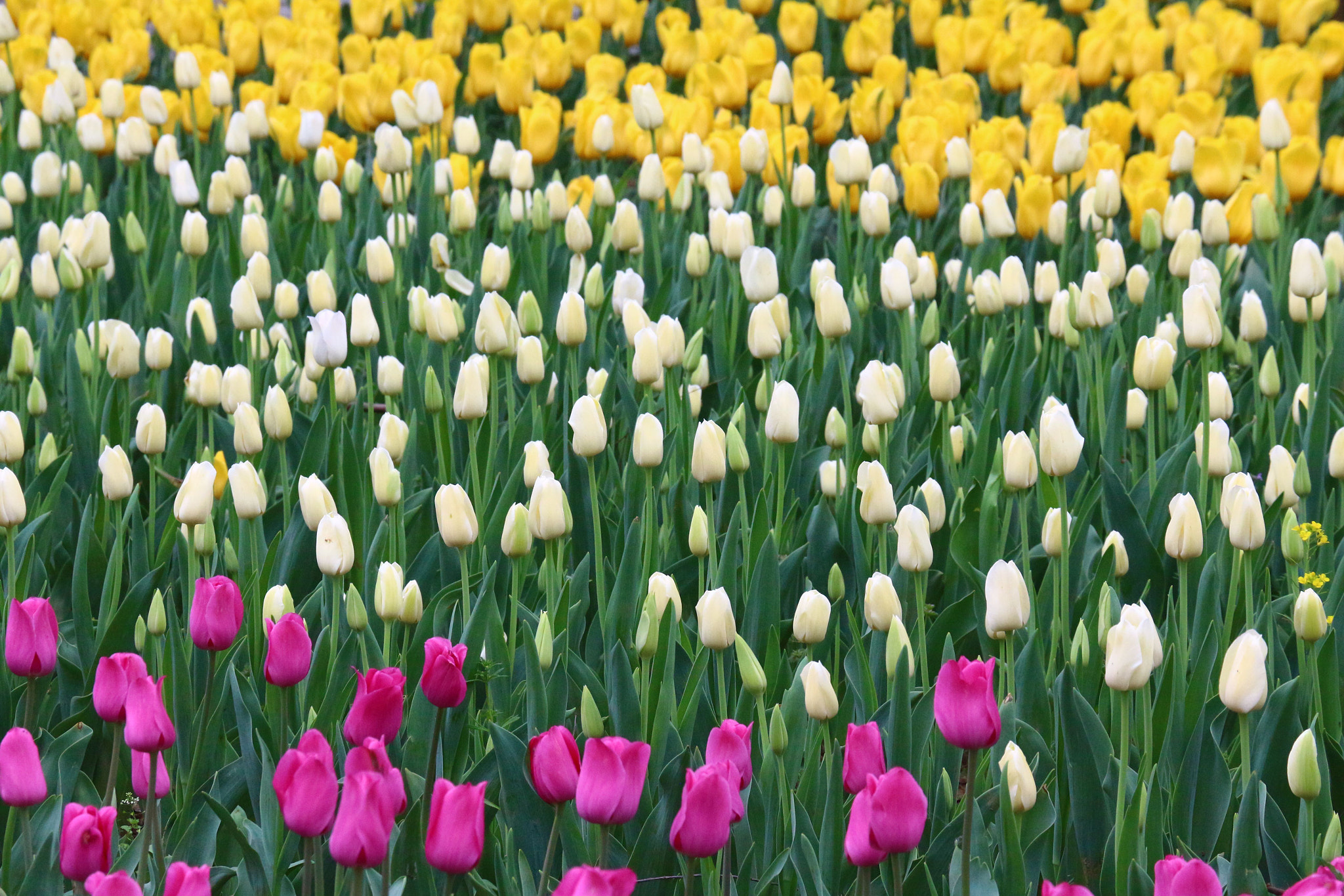 Canon EOS 650D (EOS Rebel T4i / EOS Kiss X6i) sample photo. Tulips photography