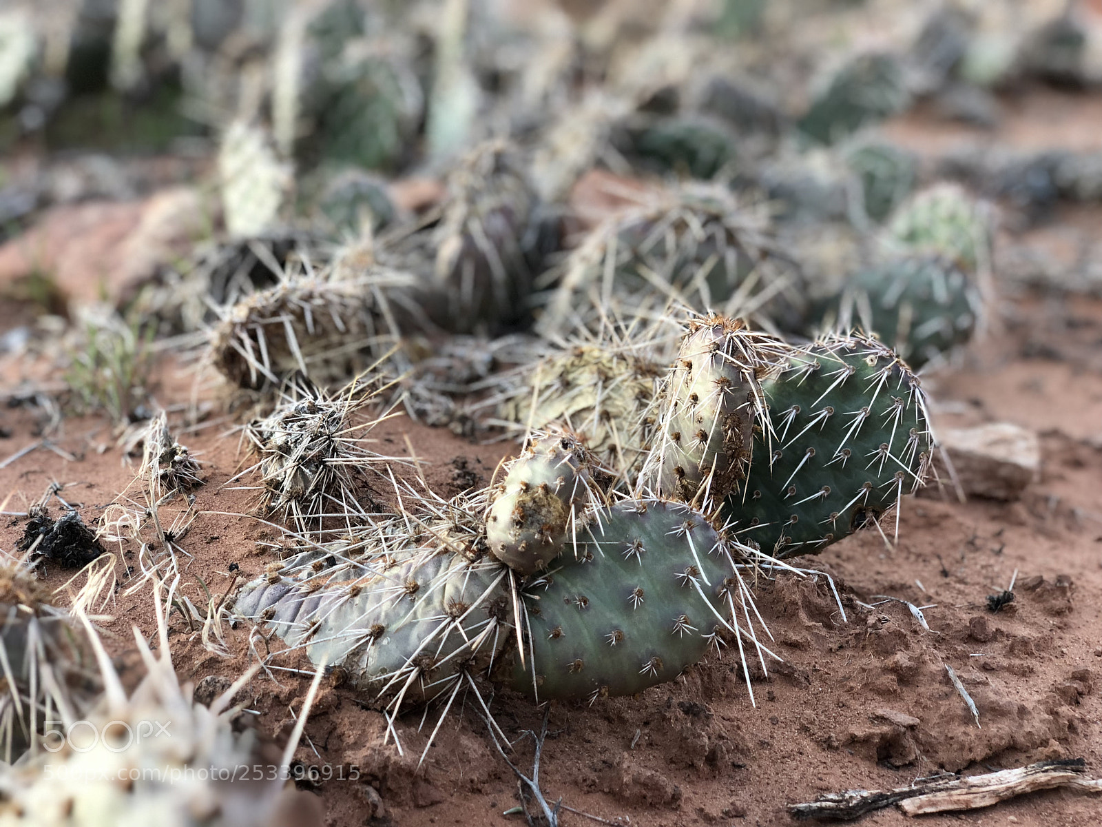 Apple iPhone X sample photo. Cactus photography