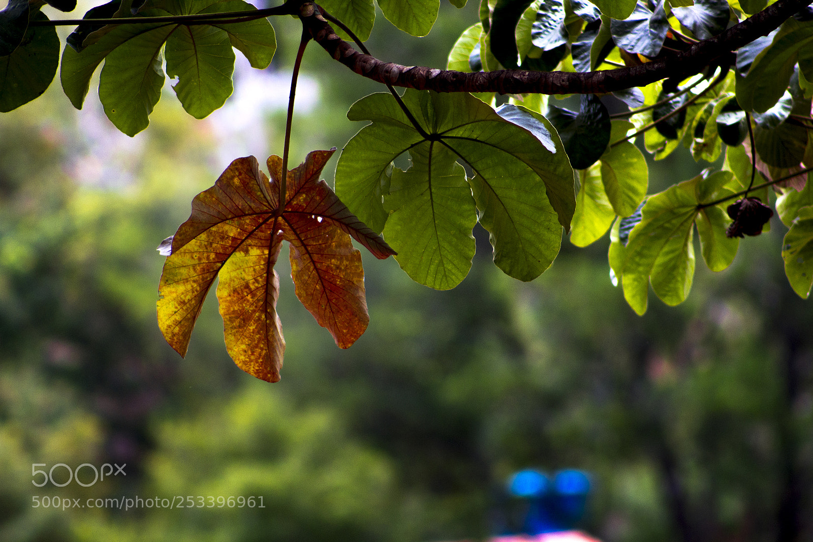 Canon EOS 1300D (EOS Rebel T6 / EOS Kiss X80) sample photo. Autumn photography