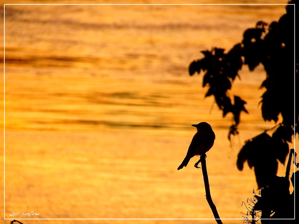 Fujifilm FinePix S5200 sample photo. One little bird photography