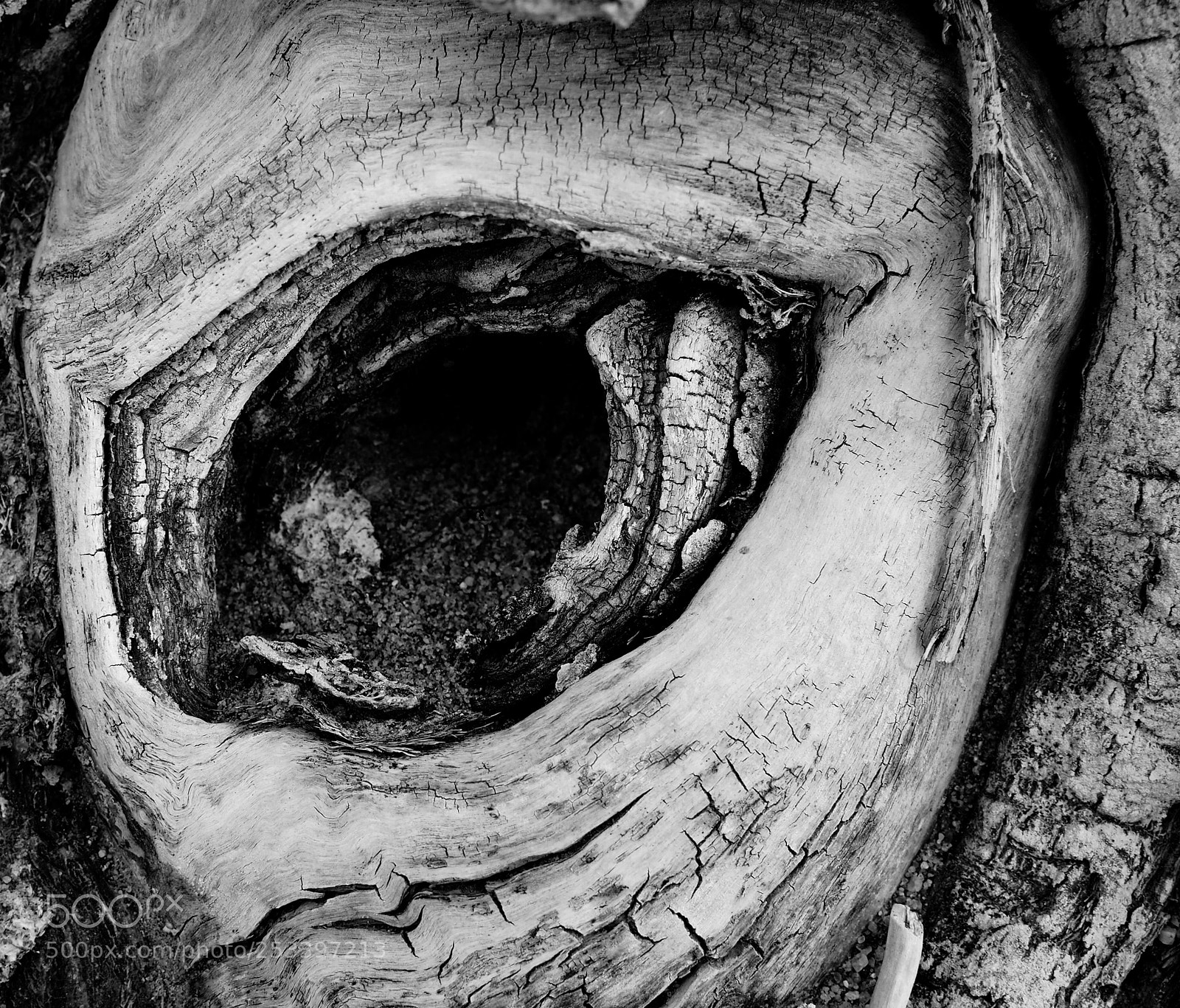 Olympus OM-D E-M10 II sample photo. Eye see you. photography
