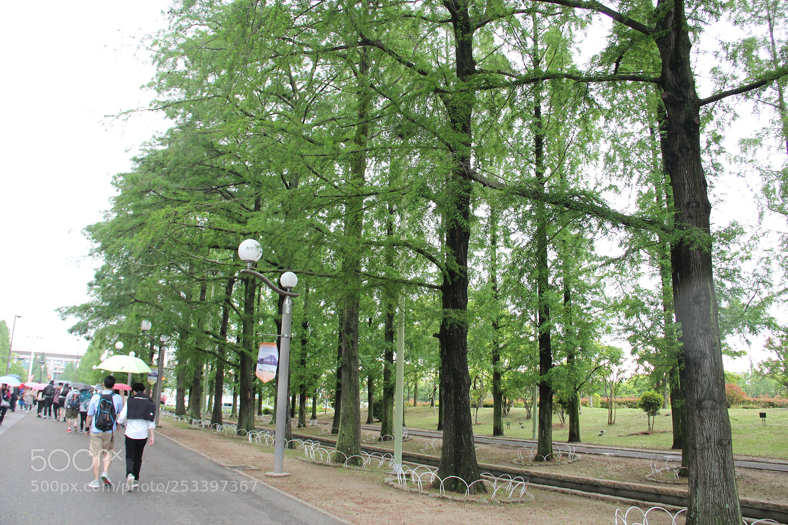 Canon EOS 600D (Rebel EOS T3i / EOS Kiss X5) sample photo. Tree photography