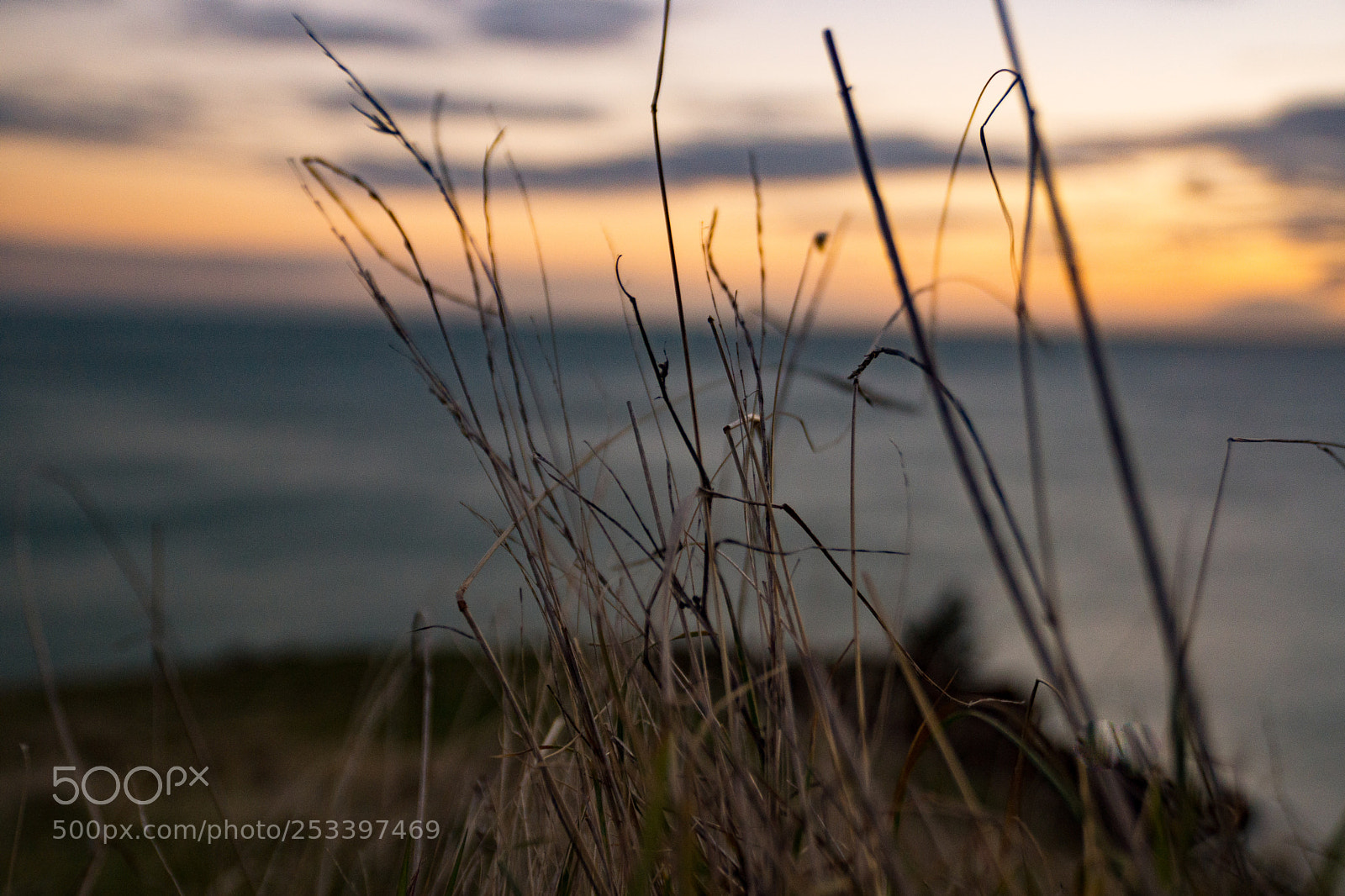 Sony SLT-A77 sample photo. Windy twig photography