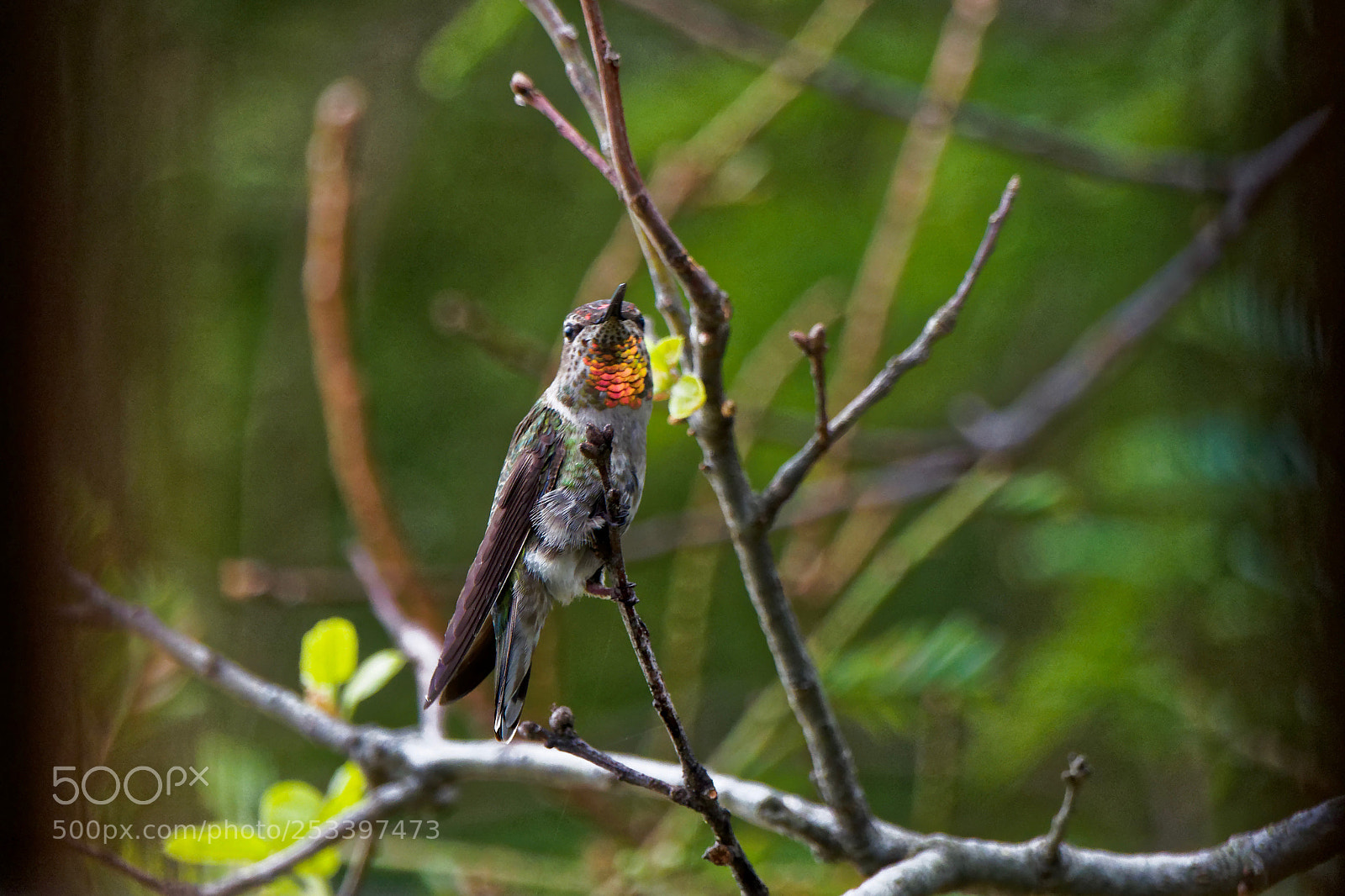 Sony Cyber-shot DSC-RX10 IV sample photo. Hummer photography