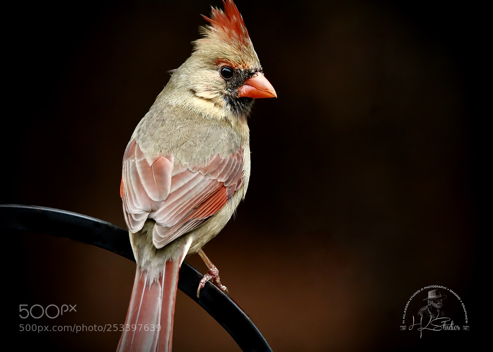 Canon EOS 60D sample photo. Female cardinal photography
