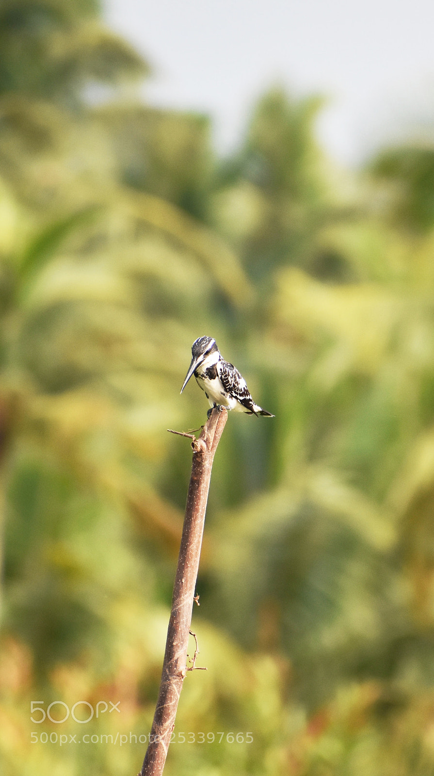Nikon D3400 sample photo. Kingfisher photography
