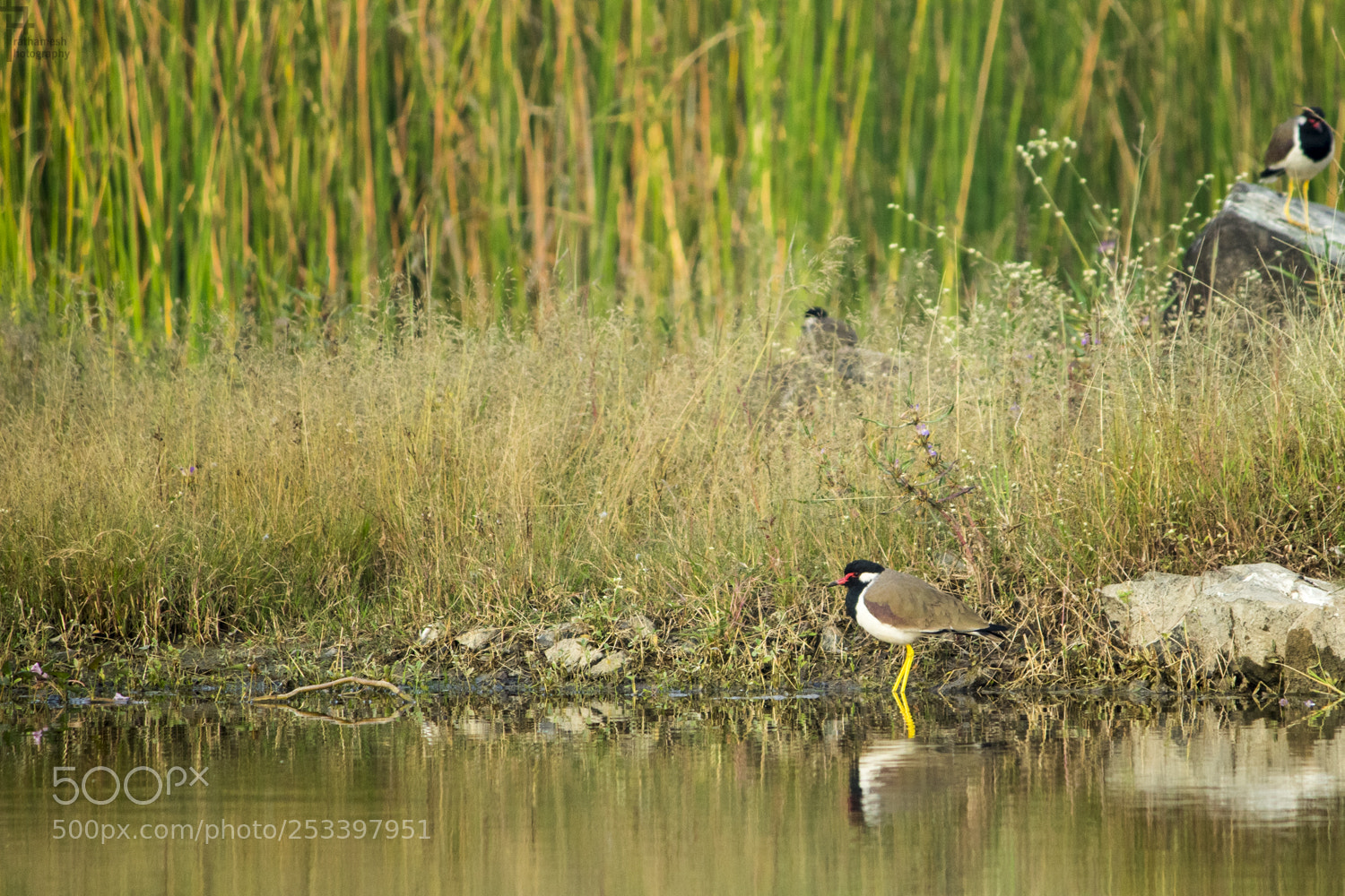 Canon EOS 1300D (EOS Rebel T6 / EOS Kiss X80) sample photo. Red wattled lapwing photography