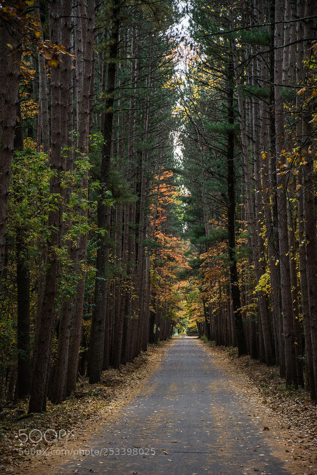 Nikon D7100 sample photo. Lost  photography