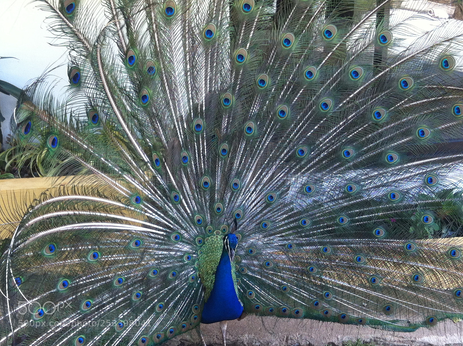 Apple iPhone 4 sample photo. The exquisite peafowl photography