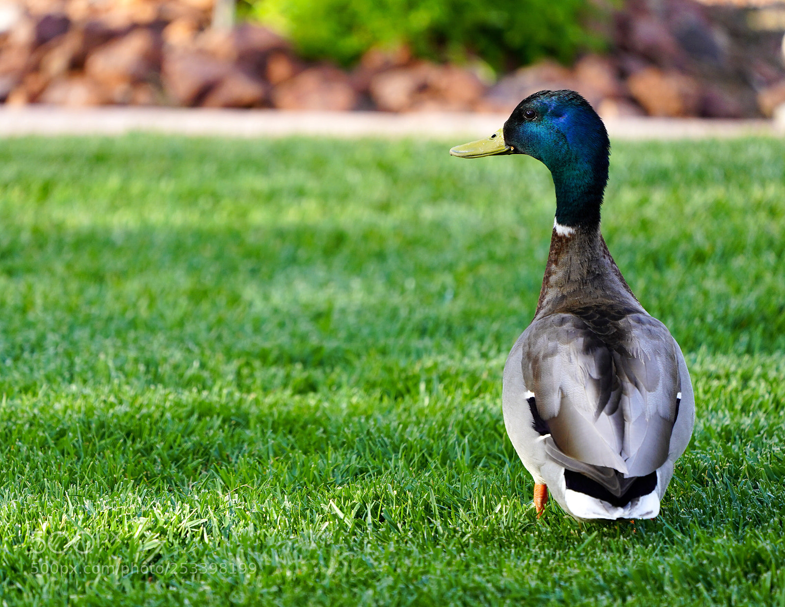 Sony a7 III sample photo. Backyard duck photography