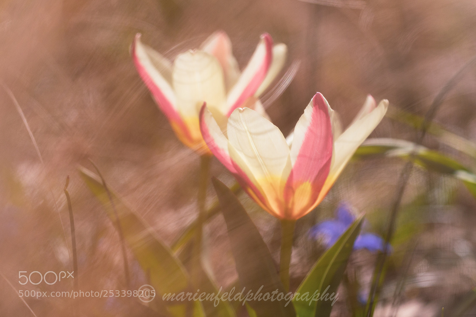 Canon EOS 5D Mark IV sample photo. Tulips and grasses photography