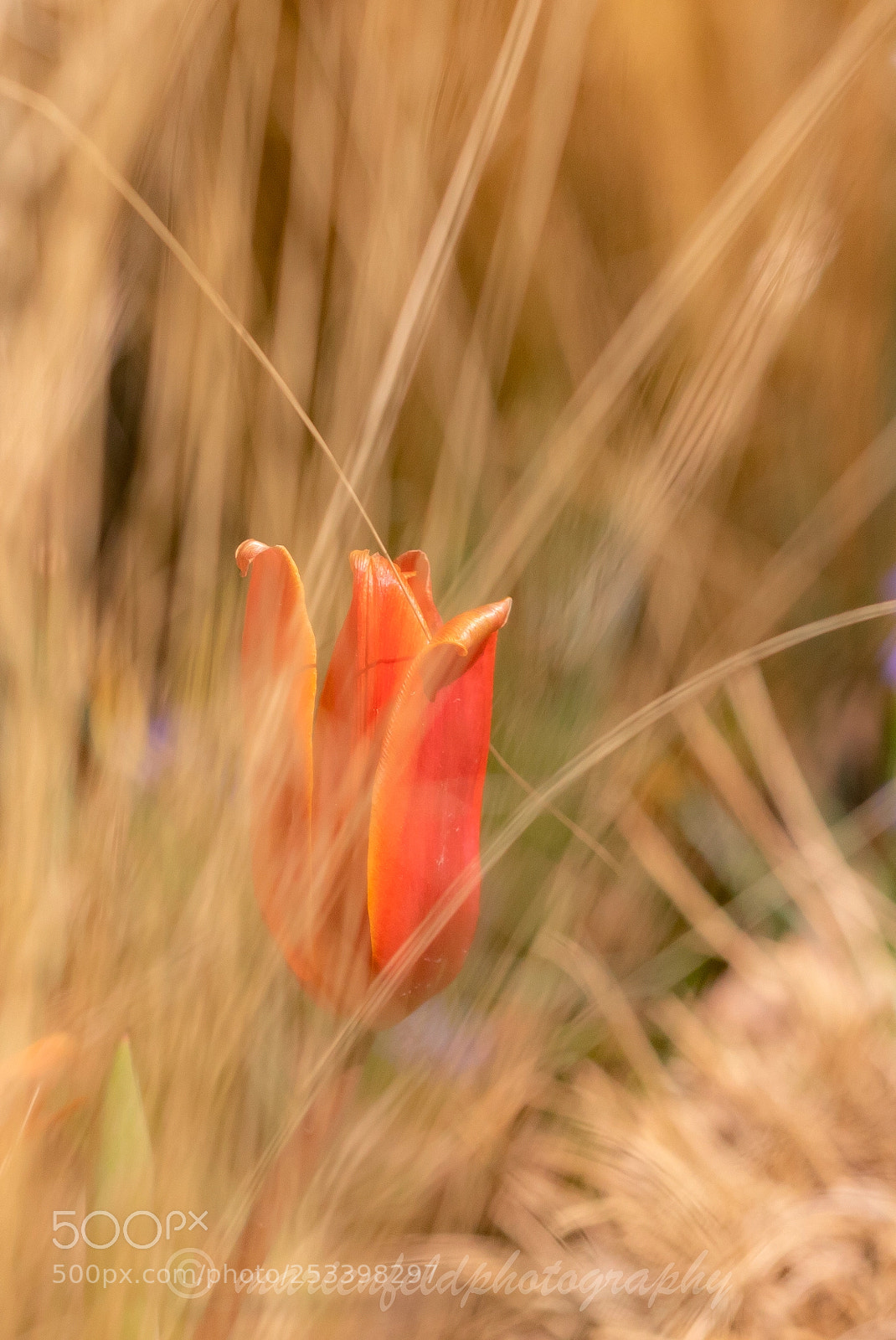 Canon EOS 5D Mark IV sample photo. Tulips undercover photography