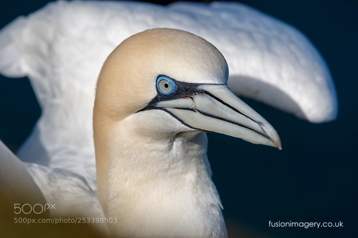 Canon EOS-1D X Mark II sample photo. The gannet photography