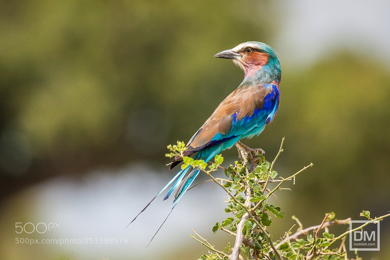 Canon EOS 5D Mark II sample photo. Lilac-breasted roller photography