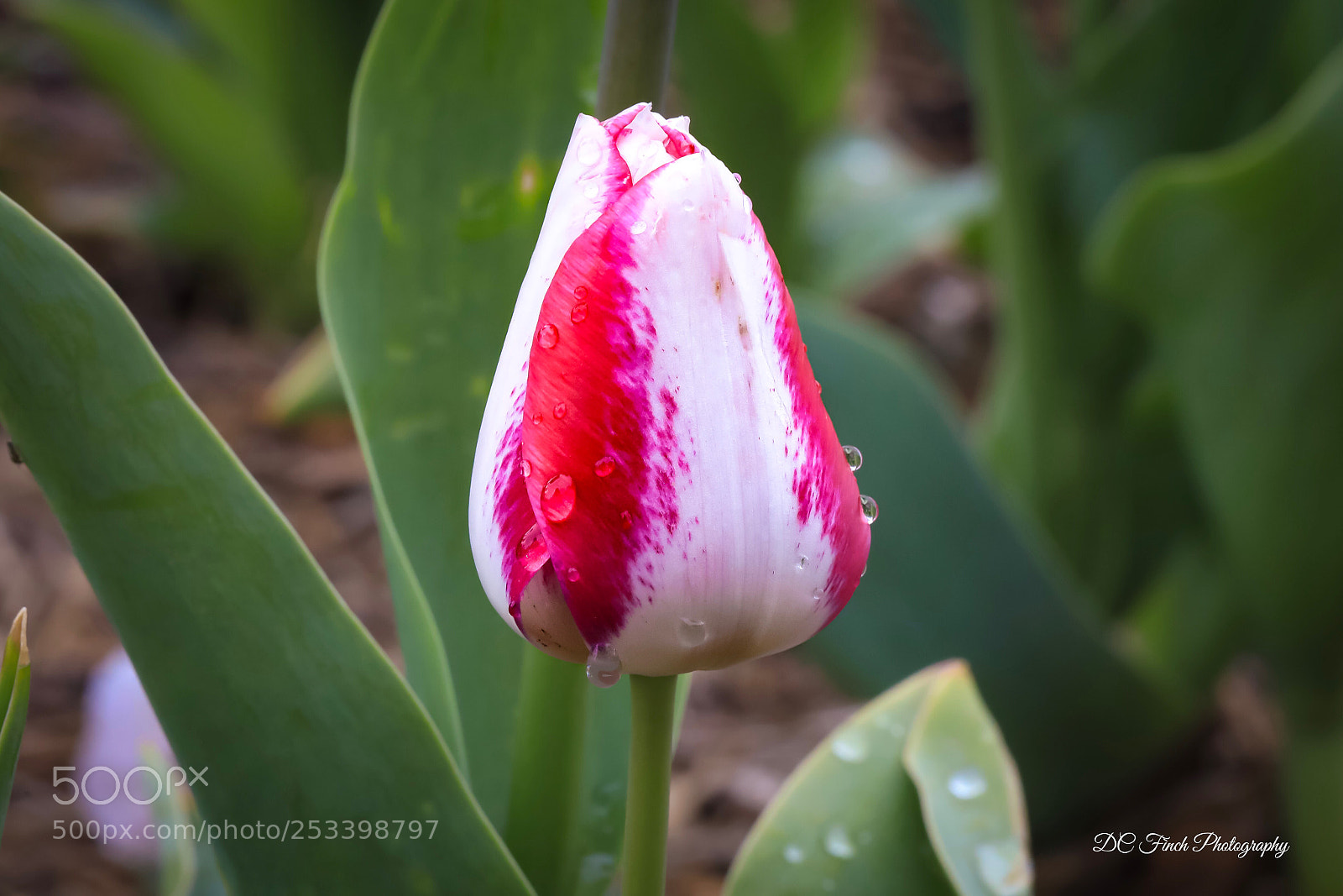 Canon EOS 5D Mark IV sample photo. Red & white photography