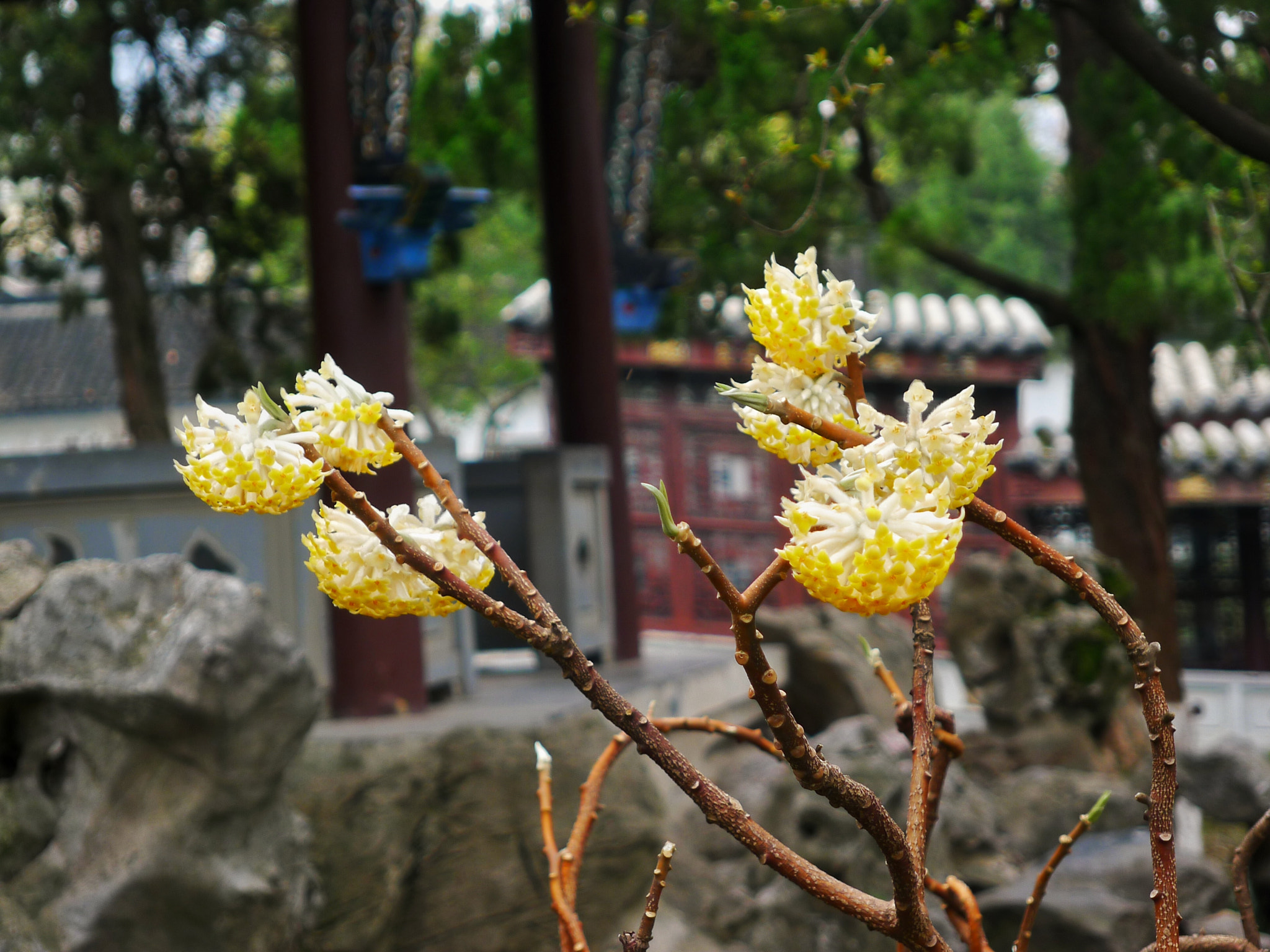 Panasonic Lumix DMC-LX5 sample photo. 结香 photography