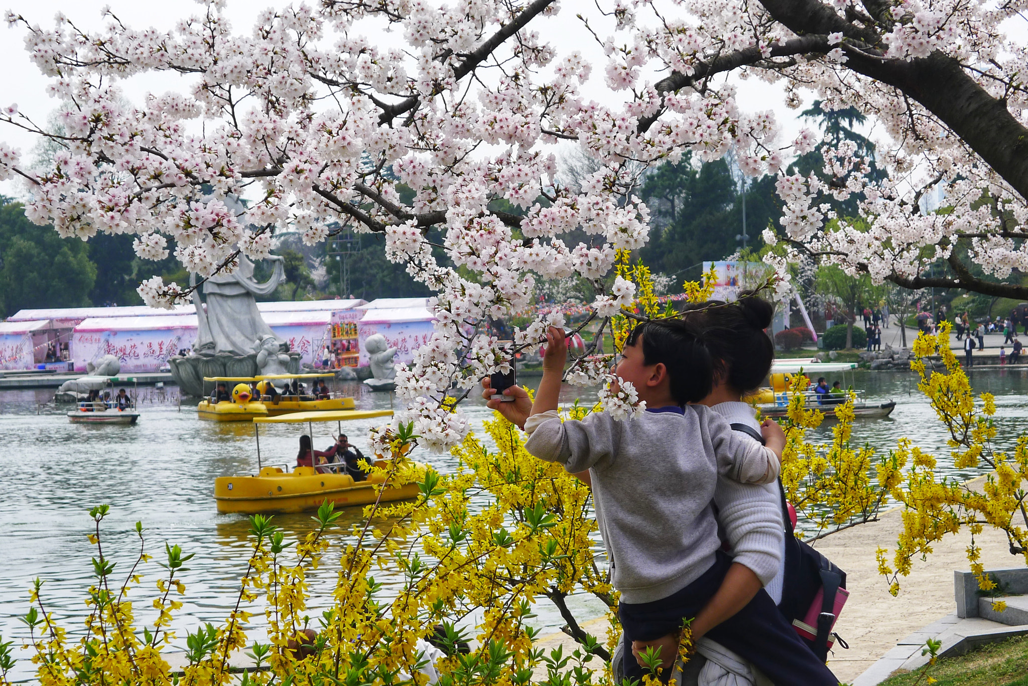 Panasonic Lumix DMC-LX5 sample photo. 赏花 photography