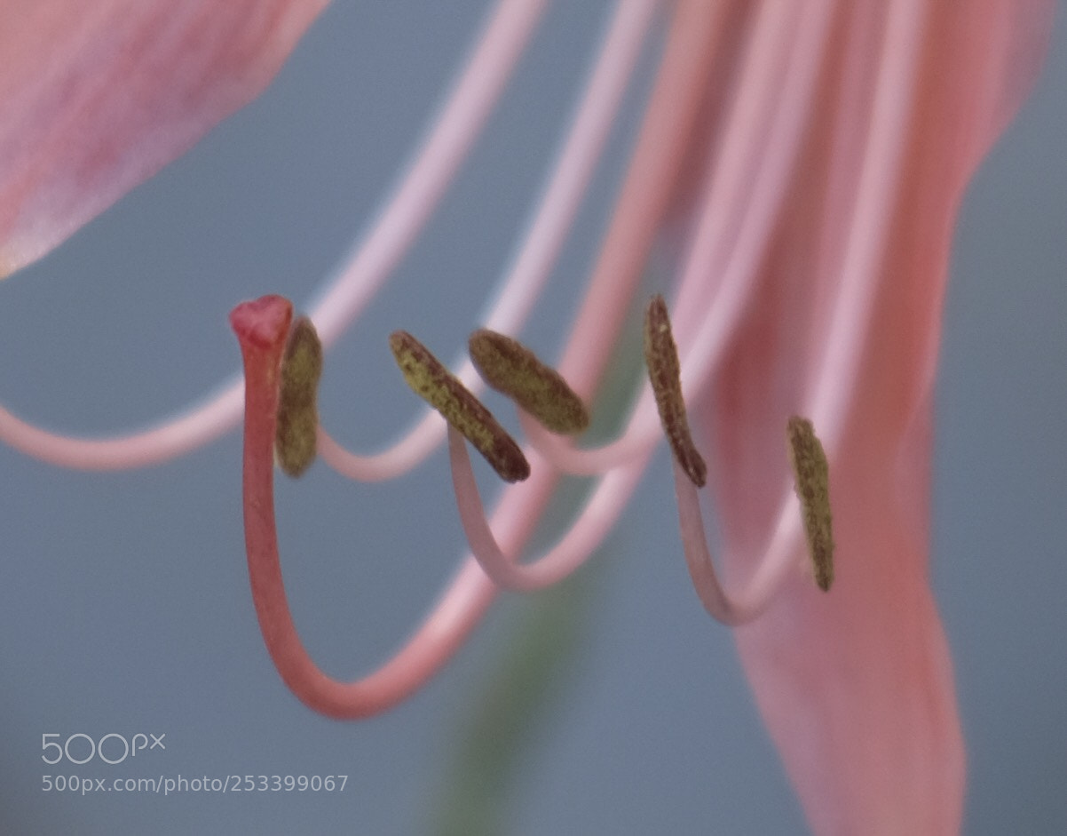 Fujifilm X-T20 sample photo. Morning flower photography