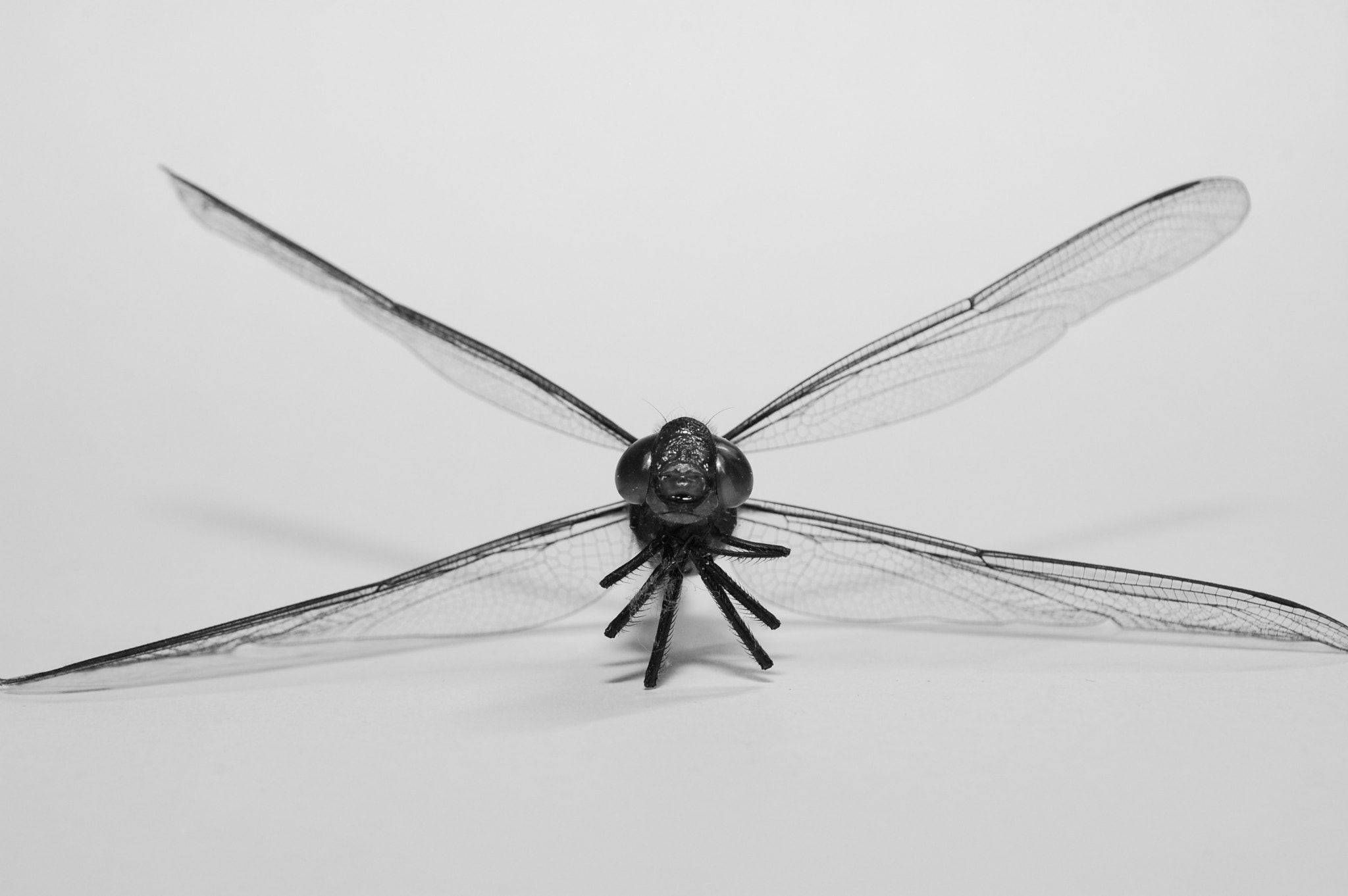 Nikon D40 sample photo. R.i.p. dragon fly photography