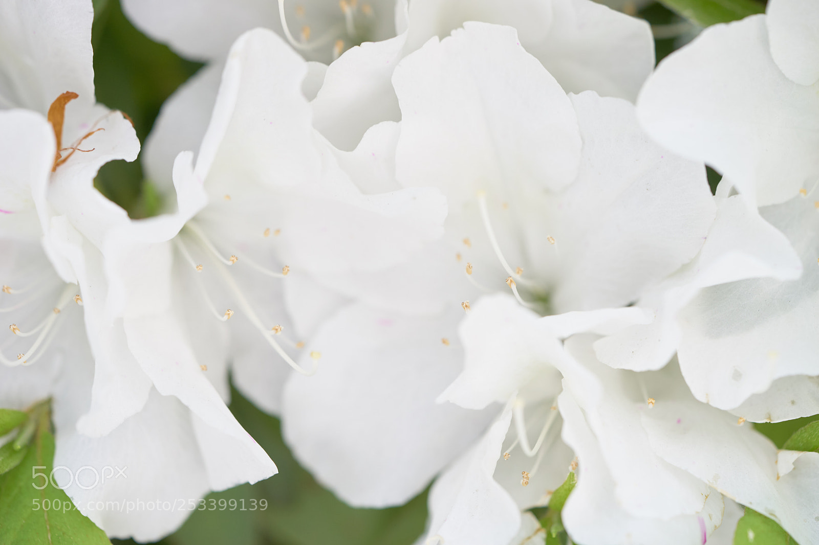 Sony a7 sample photo. Flowers 6394 photography