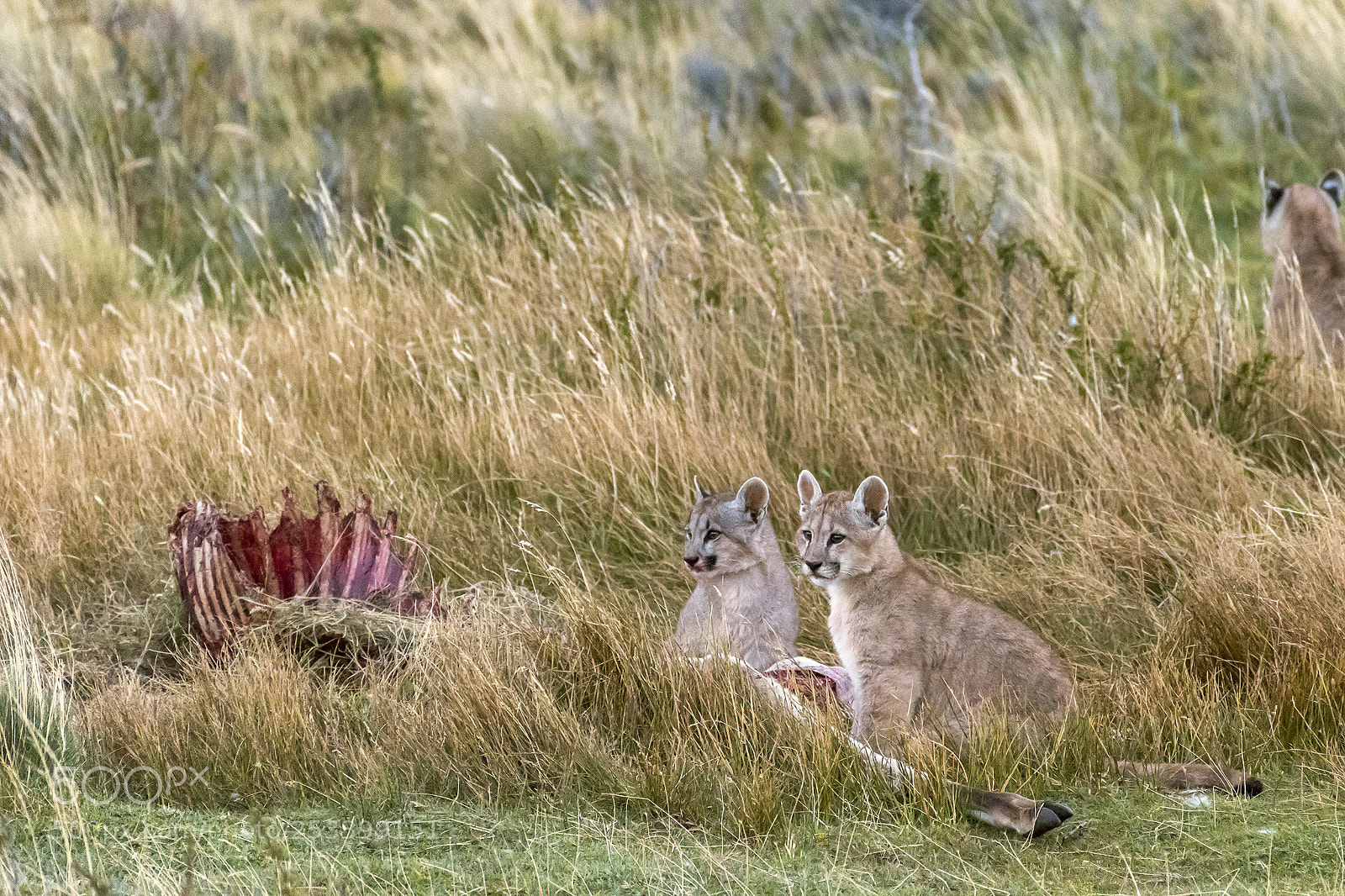 Nikon D810 sample photo. Puma cubs at a photography