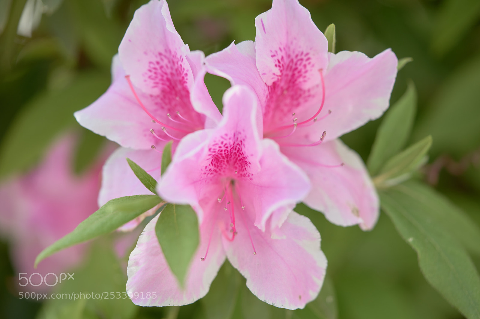 Sony a7 sample photo. Flowers 6395 photography