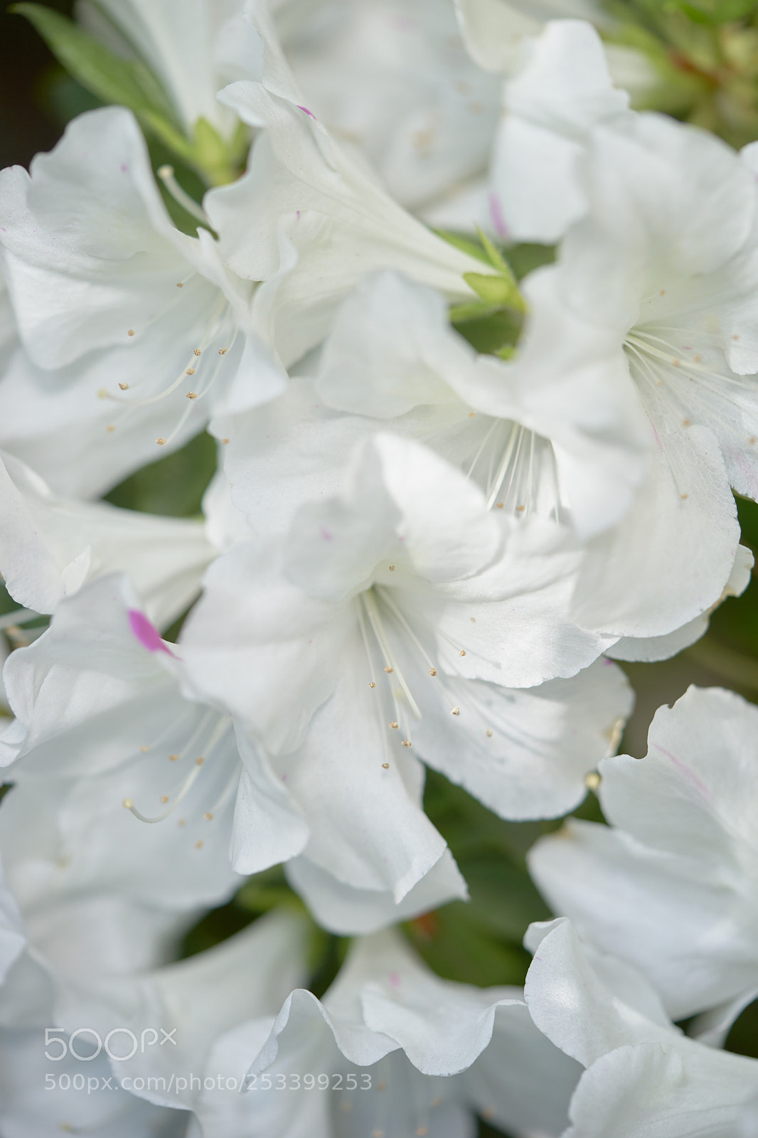 Sony a7 sample photo. Flowers 6396 photography