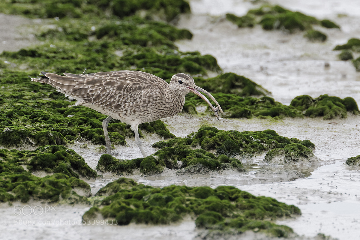 Canon EOS 5D Mark IV sample photo. Whimbrel photography