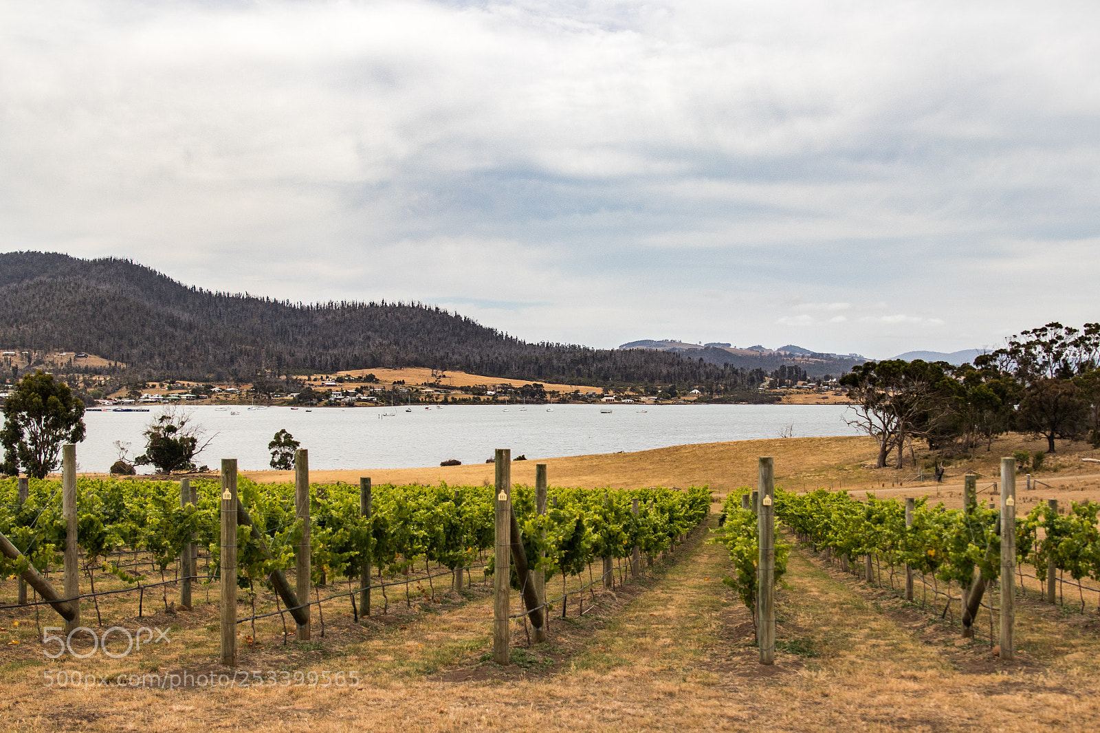 Canon EOS 80D sample photo. Winery photography