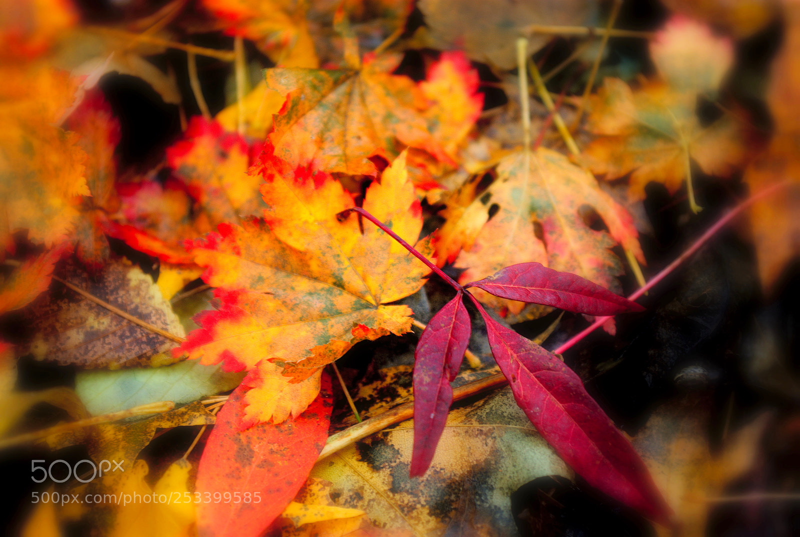 Pentax K200D sample photo. Colors of autumn photography