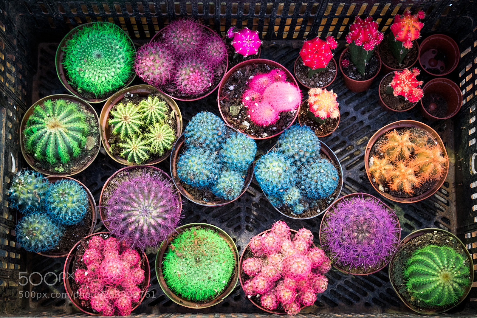 Canon EOS 80D sample photo. Colourful cactus photography