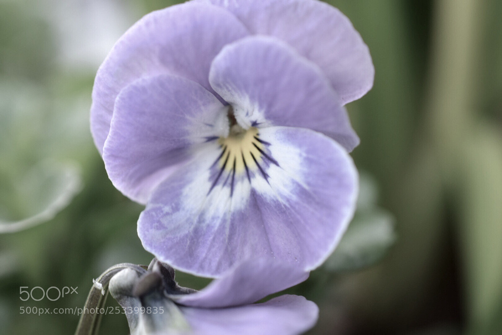 Nikon D5300 sample photo. A little flower  photography
