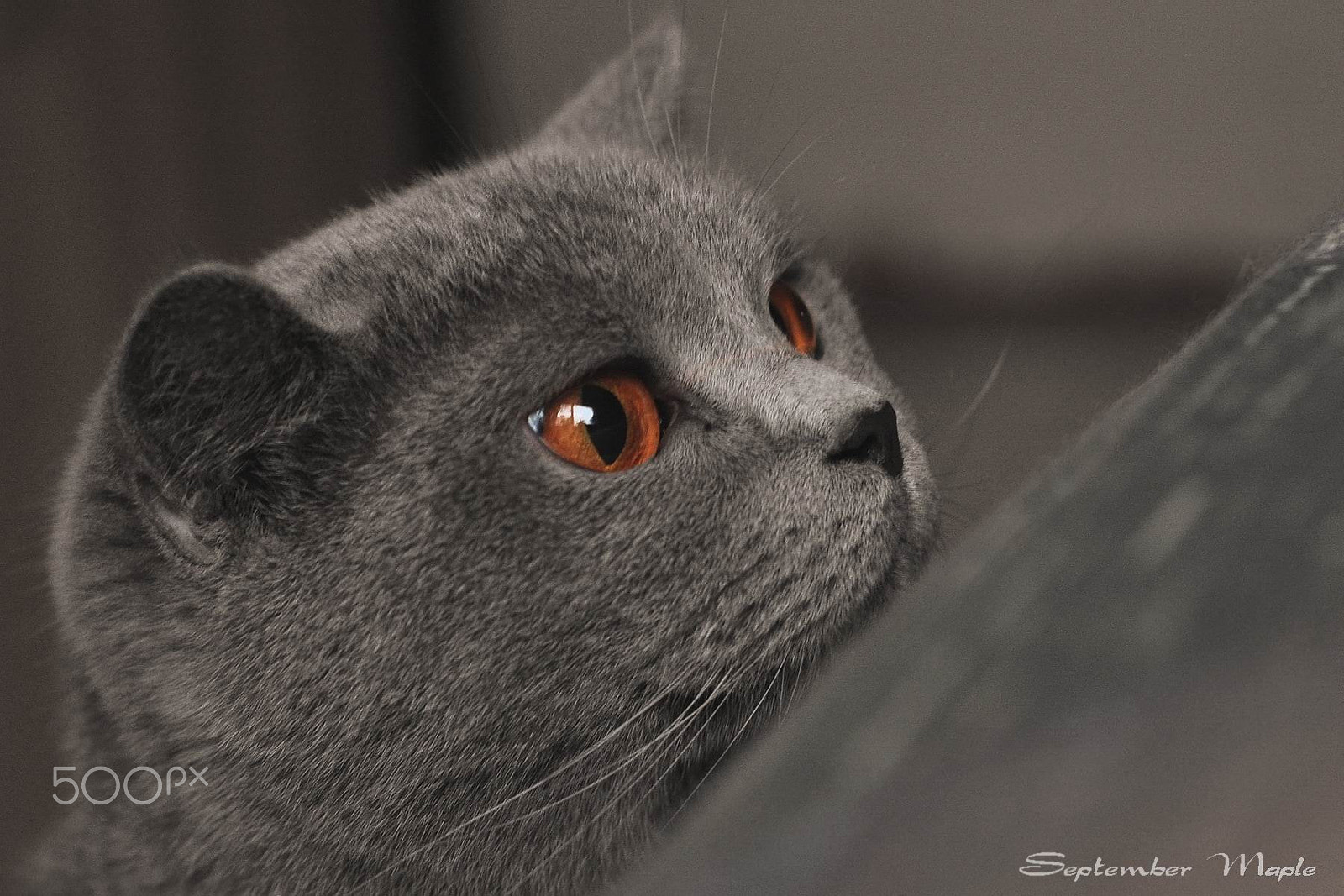 Nikon D90 + Nikon AF Nikkor 50mm F1.8D sample photo. 锁定 photography