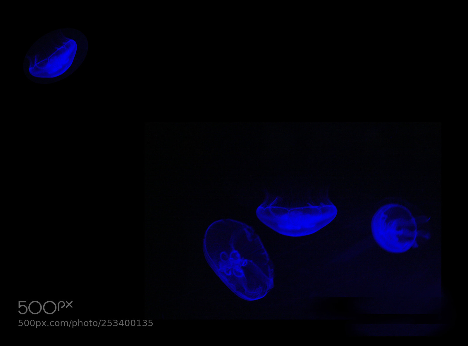 Canon EOS 5D sample photo. Jellyfish  photography