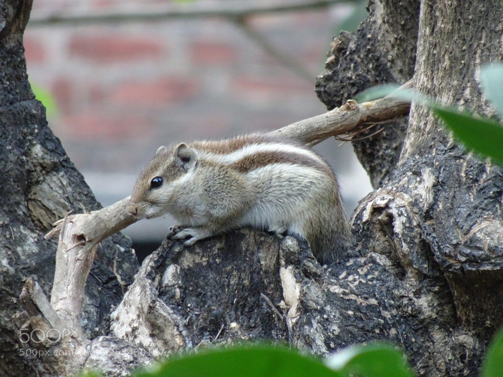 Sony Cyber-shot DSC-HX90V sample photo. Common indian squirrel photography