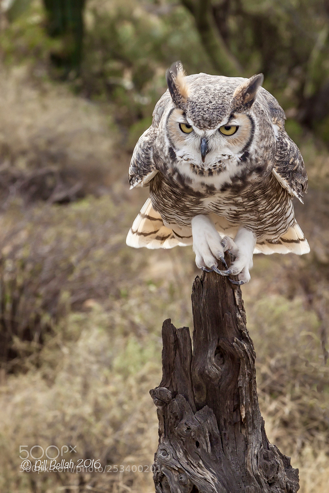 Canon EOS 5D Mark II sample photo. Getting ready to fly photography