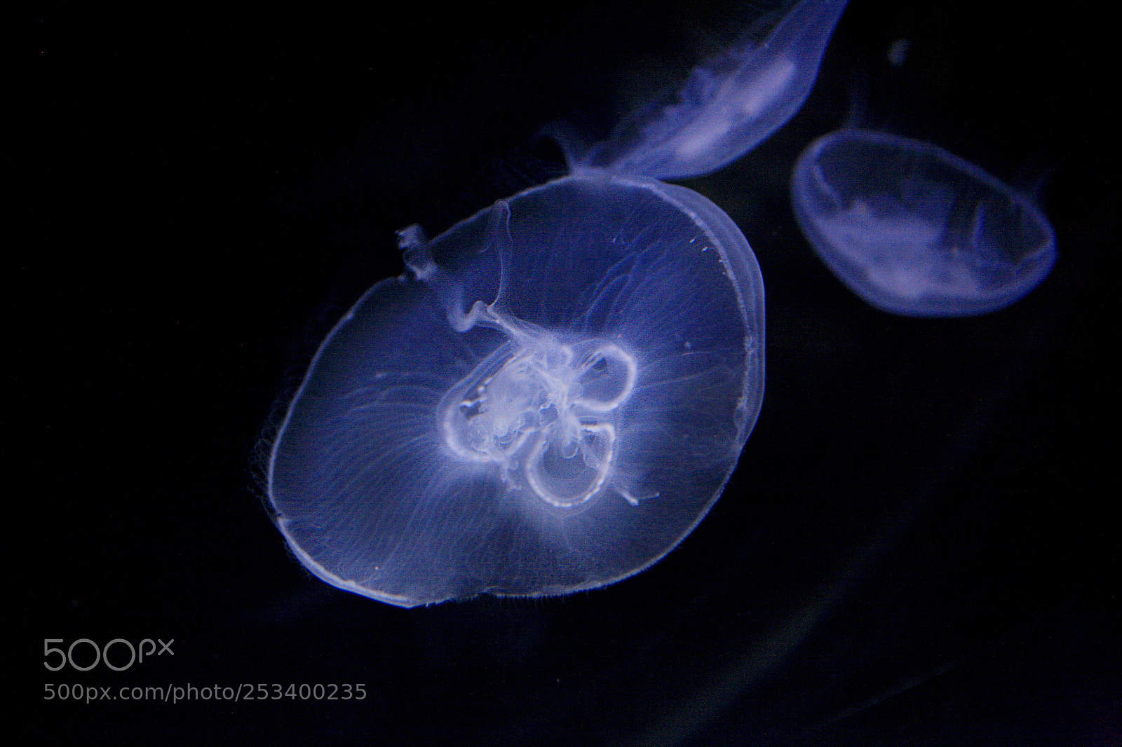 Canon EOS 5D sample photo. Jellyfish at dubai aquarium  photography