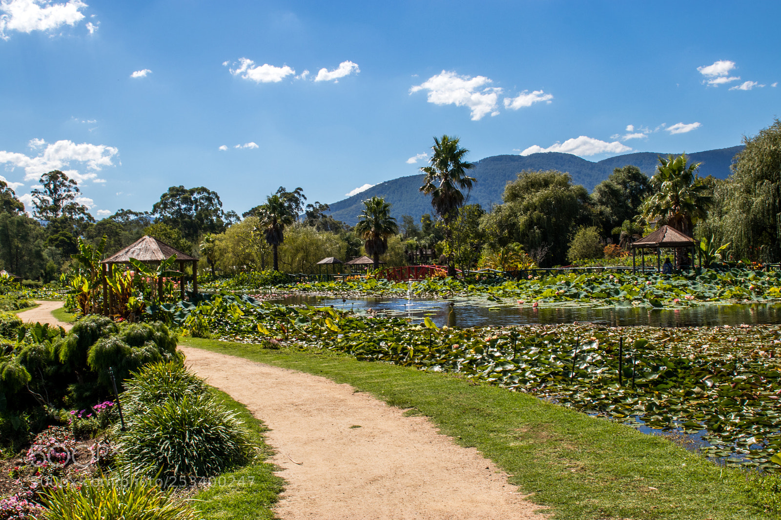 Canon EOS 80D sample photo. Lotus garden photography