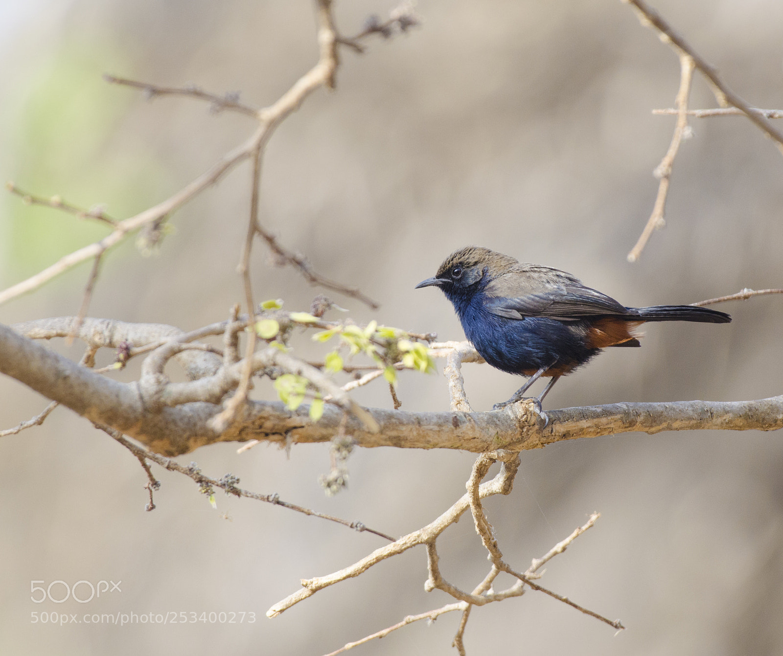 Nikon D5100 sample photo. Indian robin - male !! photography