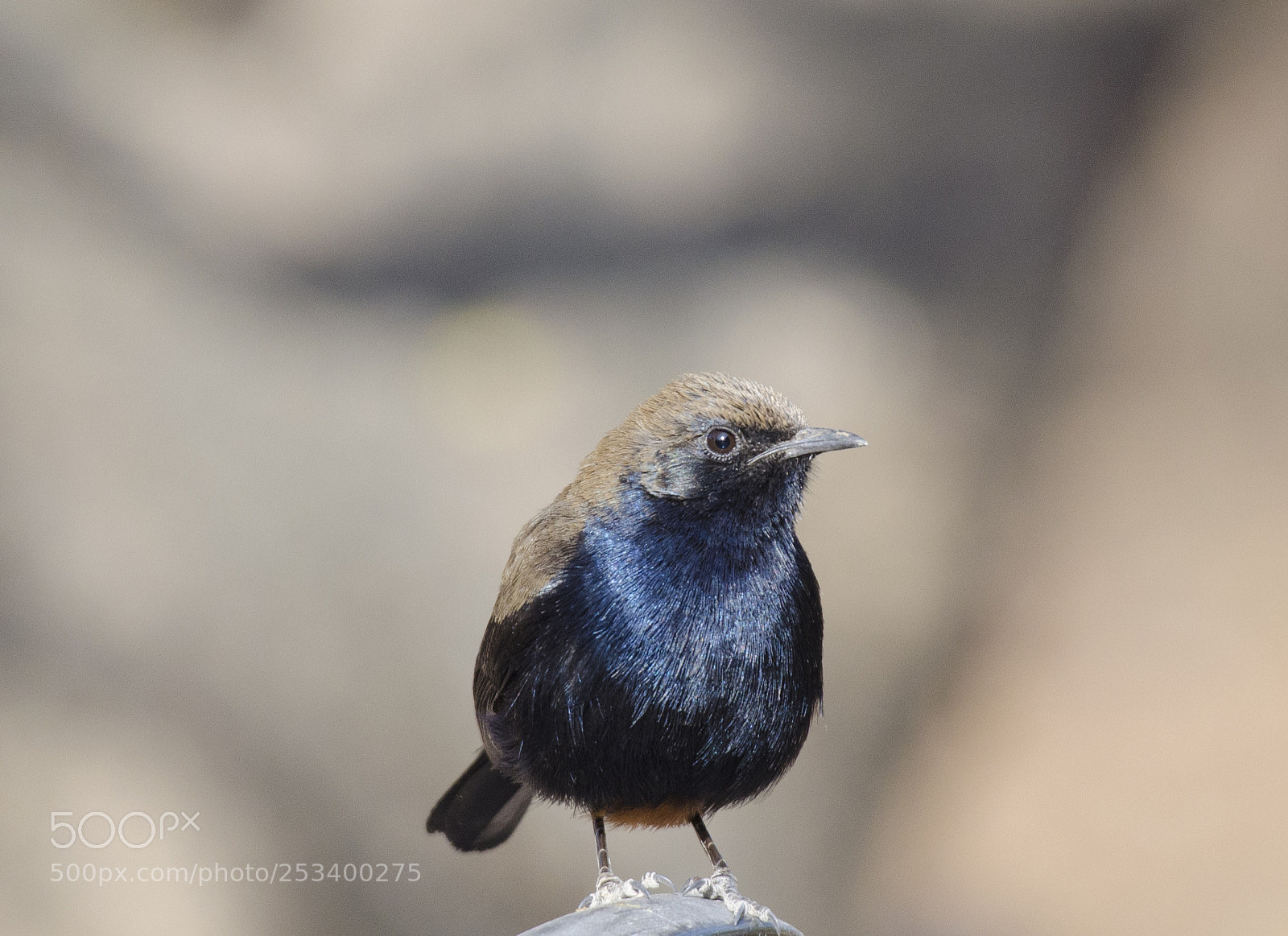 Nikon D5100 sample photo. Indian robin - male !! photography